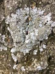 Parmeliaceae