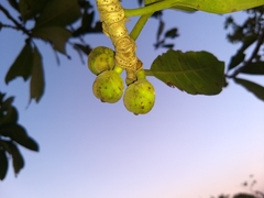 Ficus obtusifolia