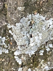 Parmeliaceae
