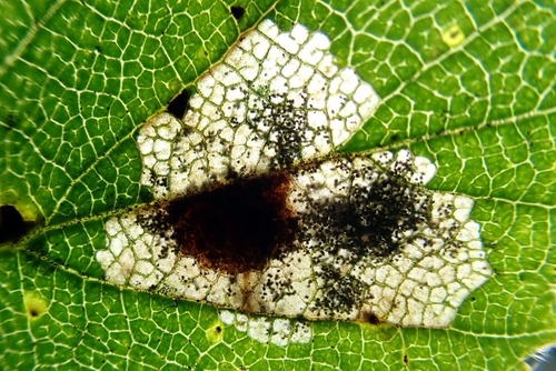 Ectoedemia occultella