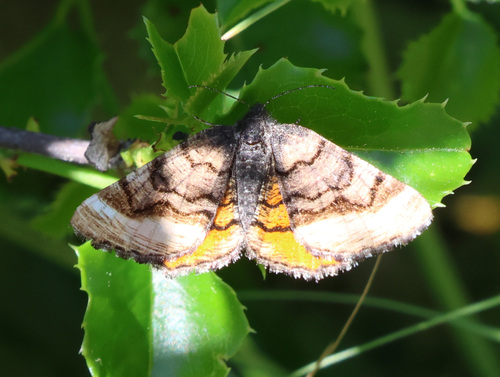 Red-winged Wave Moth photo 2