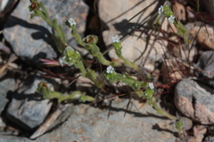 Cryptantha utahensis