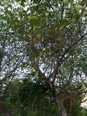 Ficus obtusifolia