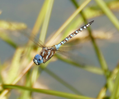 Blue-eyed Darner photo 6