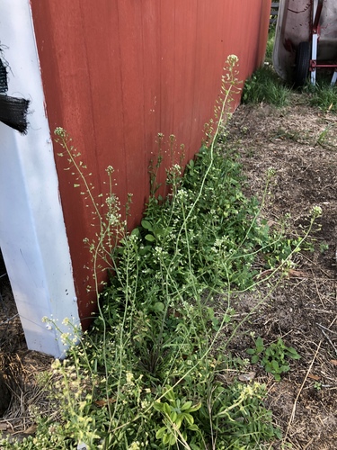 Capsella bursa-pastoris image