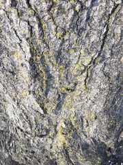 Candelaria concolor