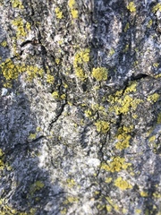 Candelaria concolor