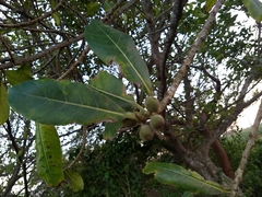 Ficus obtusifolia