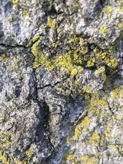 Candelaria concolor