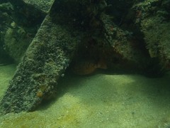 Heteropriacanthus cruentatus