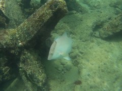 Lachnolaimus maximus