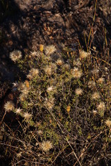 Pteronia cederbergensis