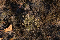 Pteronia cederbergensis