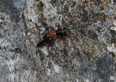 Staphylinus erythropterus