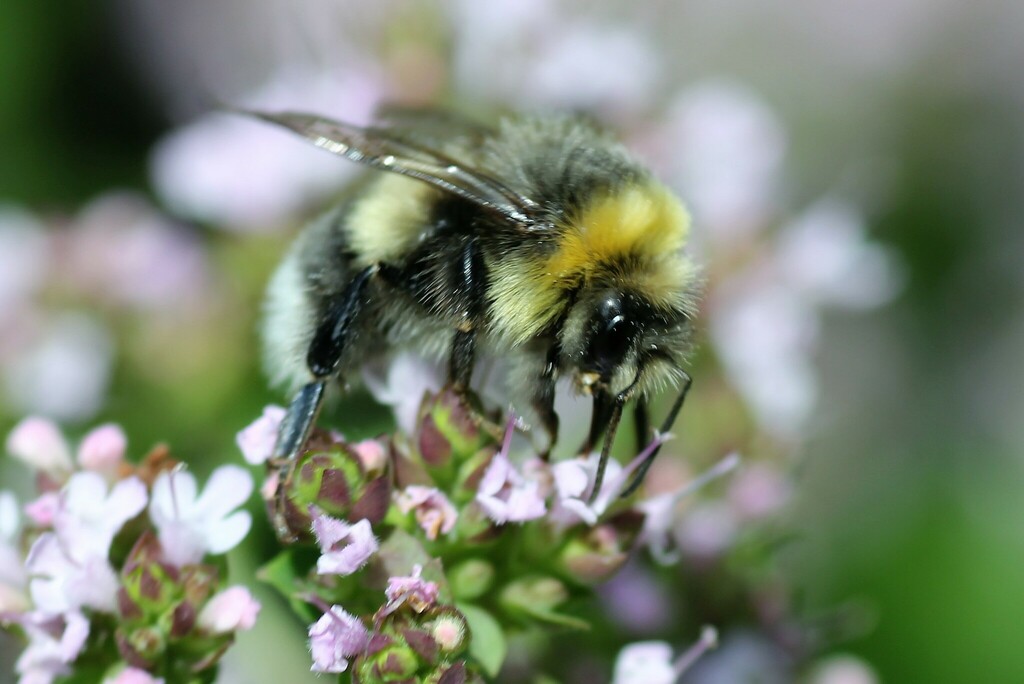 Lucorum-group Bumble Bees from Dalaas, Österreich on August 25, 2023 at ...