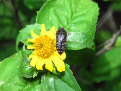 Acmaeodera
