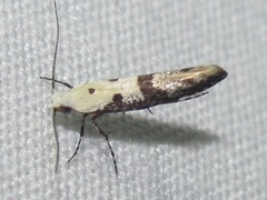 Argyresthia austerella