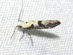 Argyresthia austerella