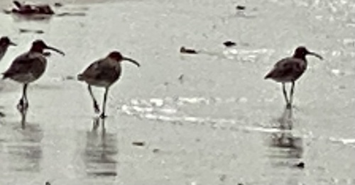 Eurasian Whimbrel