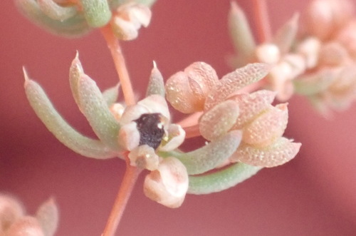 Damp Muggiegrass (Adenogramma mollugo)