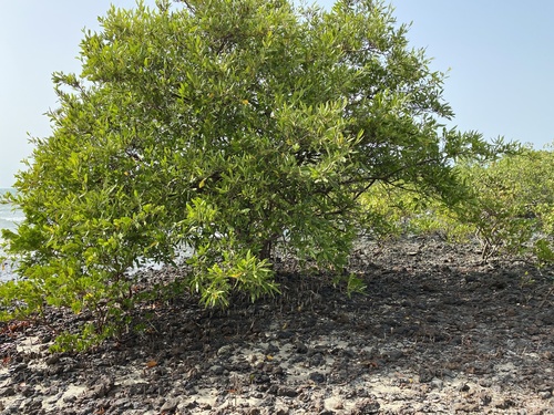 black mangrove