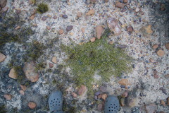 Aspalathus brevicarpa