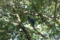 Cyanocorax violaceus