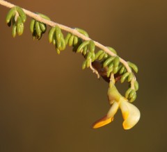 Aspalathus brevicarpa