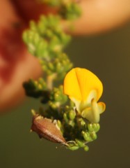 Aspalathus brevicarpa