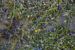 Aspalathus brevicarpa