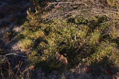 Aspalathus brevicarpa