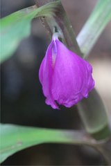 Coleotrype madagascarica