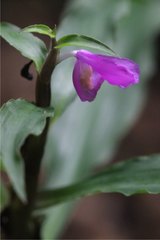 Coleotrype madagascarica