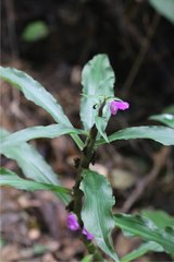 Coleotrype madagascarica