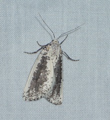 Eucaterva variaria