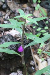 Coleotrype madagascarica