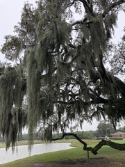 Tillandsia usneoides