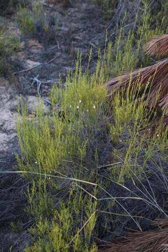 Image of Dicerothamnus adpressus by (c) Tony Rebelo, some rights reserved (CC BY-SA)