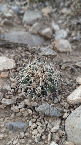Sclerocactus pubispinus