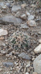 Sclerocactus pubispinus