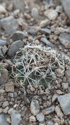Sclerocactus pubispinus