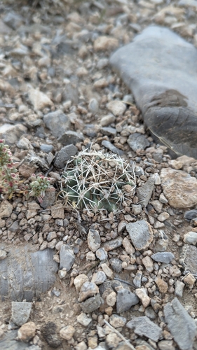 Image of Great Basin Fishhook Cactus (Sclerocactus pubispinus) by (c) Andrew Dudley, some rights reserved (CC BY)