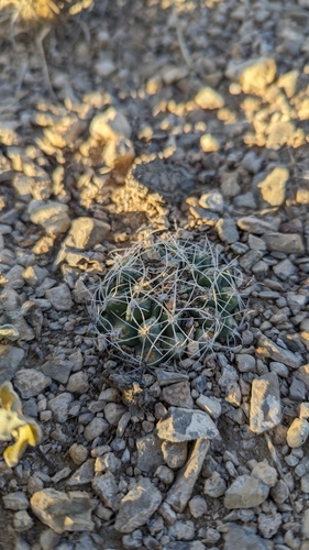 Image of Great Basin Fishhook Cactus (Sclerocactus pubispinus) by (c) Andrew Dudley, some rights reserved (CC BY)