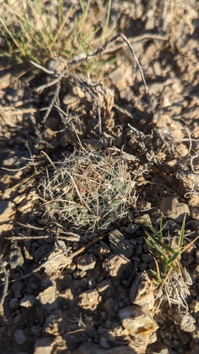 Image of Great Basin Fishhook Cactus (Sclerocactus pubispinus) by (c) Andrew Dudley, some rights reserved (CC BY)