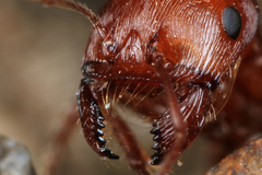 Pogonomyrmex anzensis