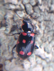 Eriopis magellanica
