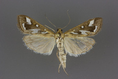 Diastictis robustior