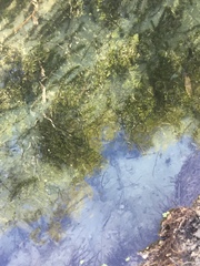 Hydrocharitaceae
