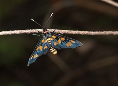 Amata nigriceps