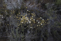 Syncarpha staehelina